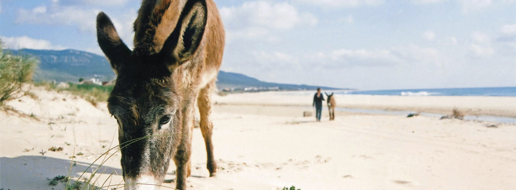 donkey beach