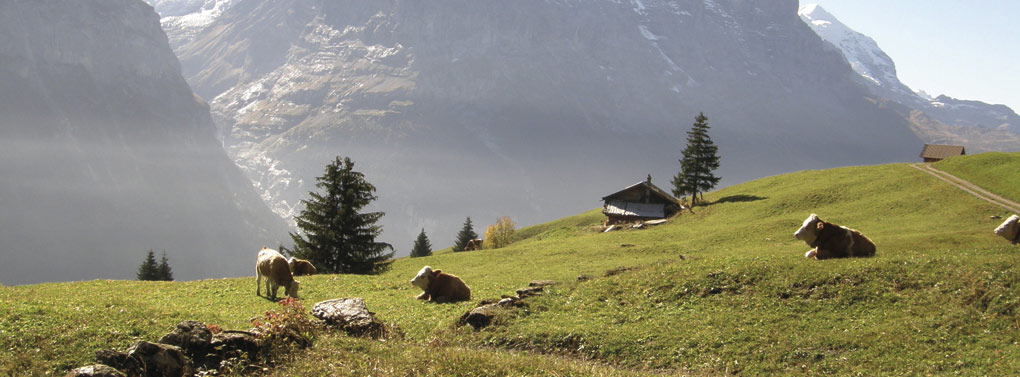 Grindelwald Cows