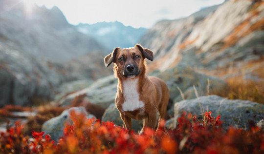 Schweiz Urlaub mit Hund Tipps