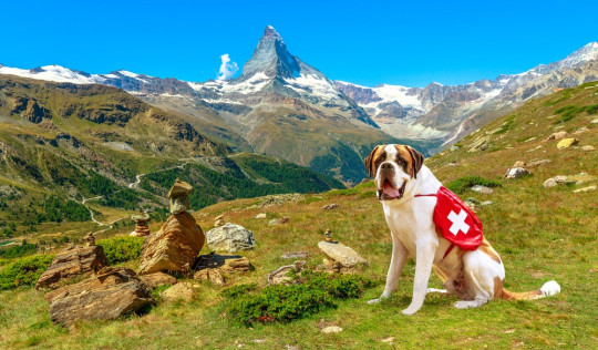 Schweiz Wandern mit Hund