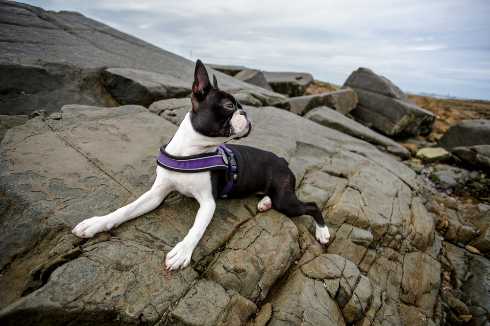 Hund auf dem Fels