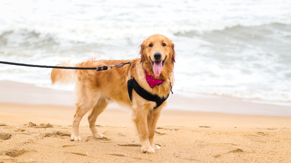 Hund auf dem Strand