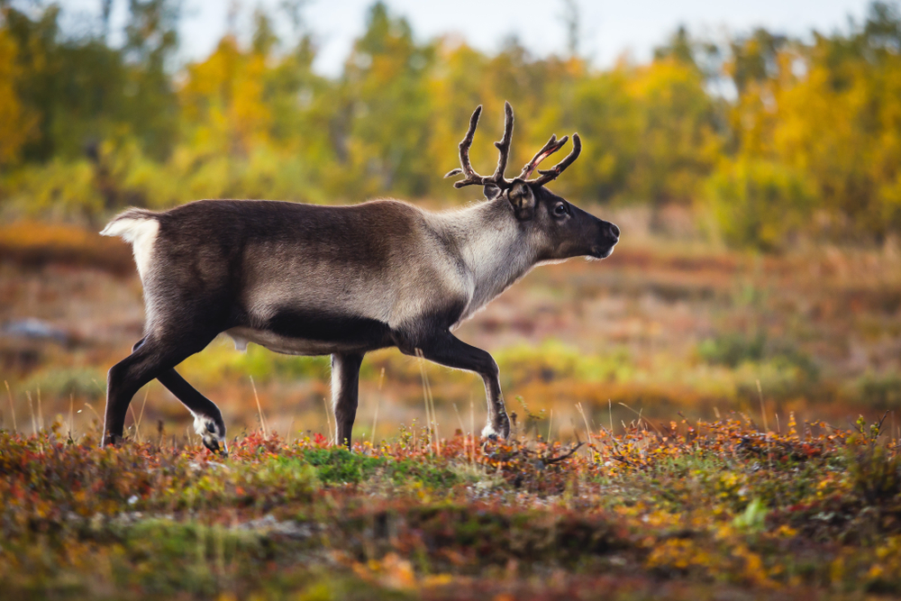 Schweden Rentier im Nationalpark